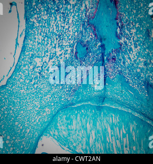 Mikroskopie Schliffbild Pflanzengewebe, Mais embryo