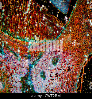 Mikroskopie Schliffbild Pflanzengewebe, Mais embryo