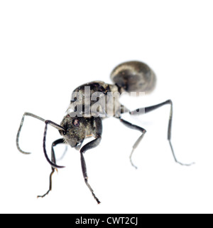 Insekt Ameise isoliert auf weiss Stockfoto