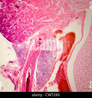 medizinische Anthropotomy Physiologie mikroskopische Wissenschaftsabschnitt der Niere Gewebe Hintergrund Stockfoto