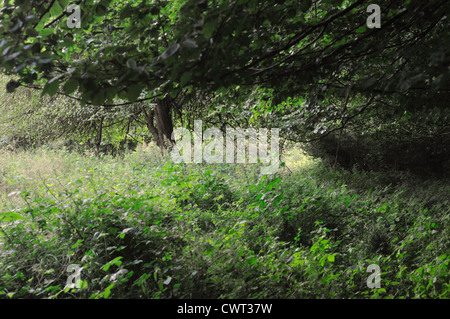 Rand des einen Laubwald in der Skogshejdan Natur reservieren Stockfoto