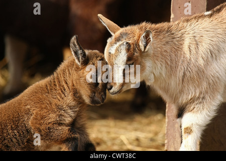 junge afrikanische Zwergziegen Stockfoto