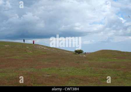 Sandy Moor, reich an Kalk, ist ein wertvolles Biotop mit seltenen Pflanzen Stockfoto