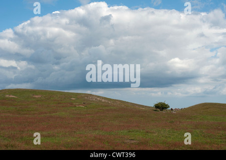 Sandy Moor, reich an Kalk, ist ein wertvolles Biotop mit seltenen Pflanzen Stockfoto