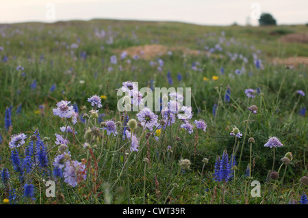 Sandy Moor, reich an Kalk, ist ein wertvolles Biotop mit seltenen Pflanzen Stockfoto