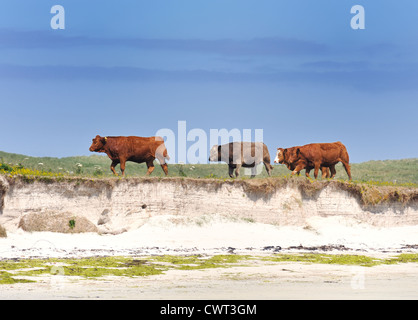 Vier Kühe gehen in Linie entlang der Sanddünen am Strand Stockfoto