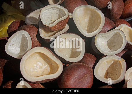 Trockene Kokosnuss (Cocos Nucifera), verwendet in der Küche und Öl Stockfoto