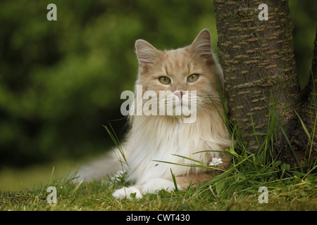 Sibirische Katze / Sibirische Katze Stockfoto