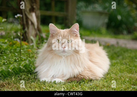 Sibirische Katze / Sibirische Katze Stockfoto