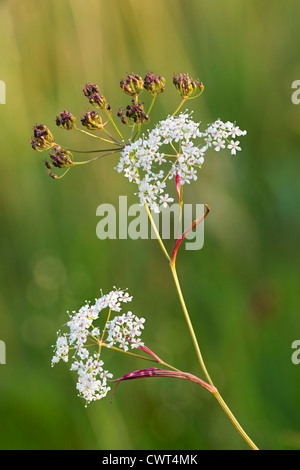 Burnet Steinbrech Pimpinella saxifraga Stockfoto