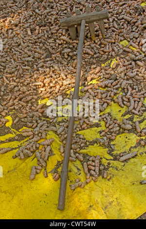 Curcuma, Curcuma Longa verarbeitet zum Trocknen und pudern, Wai, Satara, Maharashtra, Indien Stockfoto