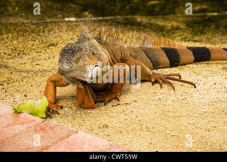 Eine wilde Iguana in den Florida Keys Stockfoto