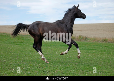 Junger Reitpony Hengst / junge Hengst Stockfoto