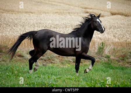 Junger Reitpony Hengst / junge Hengst Stockfoto