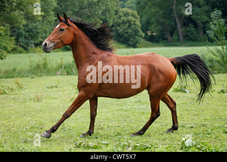 Rennender Vollblutaraber / Arabisches Pferd laufen Stockfoto