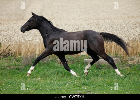 Junger Reitpony Hengst / junge Hengst Stockfoto