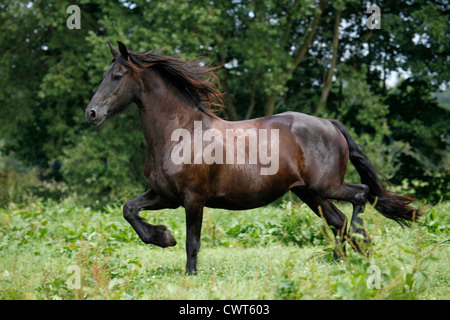 Friese Fohlen / Friesen Fohlen Stockfoto