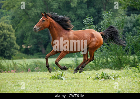 Rennender Vollblutaraber / Arabisches Pferd laufen Stockfoto