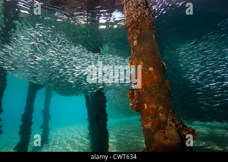 Ein Fischschwarm versteckt unter dem Schutz einer Flachwasser künstlichen Mole Stockfoto