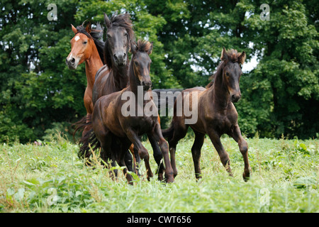 Pferde / Pferde Stockfoto