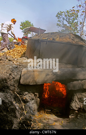 Curcuma, Curcuma Longa verarbeitet zum Trocknen und pudern, Wai, Satara, Maharashtra, Indien Stockfoto