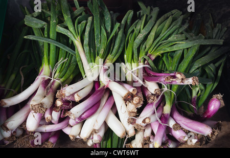 Reihe von frischen Zwiebeln auf einem lokalen Markt Stockfoto