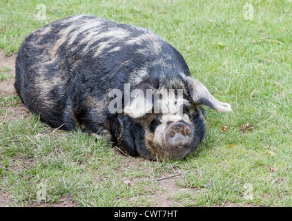 Schlafen seltene Rasse Kunekune Schwein. "Sus Scrofa Scrofa Kunekune" Stockfoto