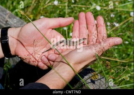 vivipare Eidechse oder gemeinen Eidechse nachschlagen Stockfoto