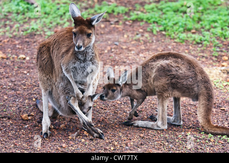 Ein Känguru ist ein Beuteltier aus der Familie Macropodidae (Kleiderbügeln, was bedeutet "großer Fuß"). Stockfoto