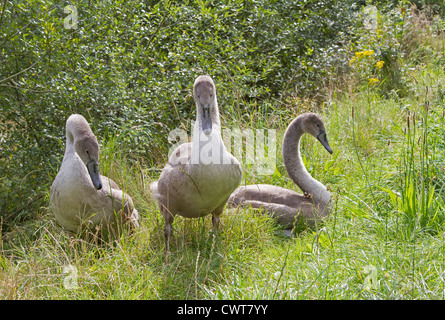 Drei Höckerschwan (Cygnus Olor) ruht auf grasbewachsenen bank Stockfoto