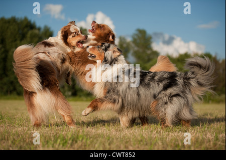 Australian Shepherds zu spielen Stockfoto
