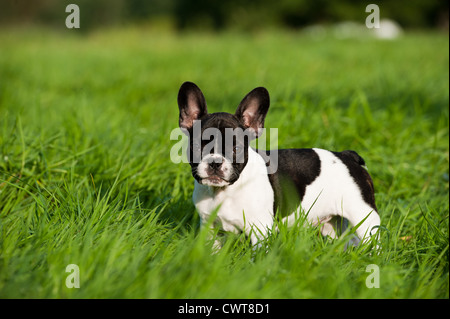 Französische Bulldogge Welpen Stockfoto