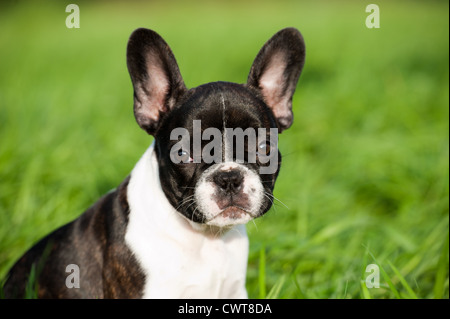 Französische Bulldogge Welpen Stockfoto
