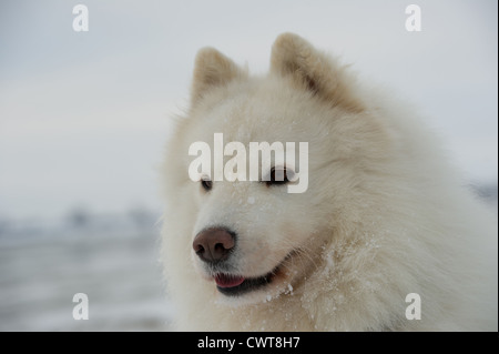 Samojeden Portrait Stockfoto