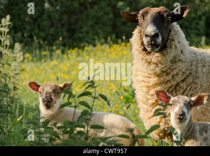 Schützende Ewe und ihre zwei Lämmer in einem späten Frühjahr-Feld Stockfoto