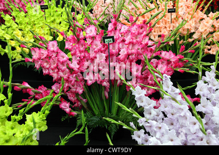 Schöne Auswahl an Gladiolen in der Blüte. Stockfoto