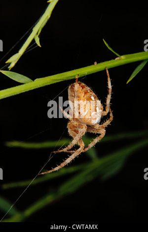 Europäische Gartenkreuzspinne (Araneus Diadematus) in ihrem Spinnennetz Stockfoto