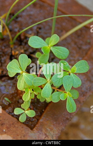 Gemeinsamen Portulak (Portulaca Oleracea) Stockfoto