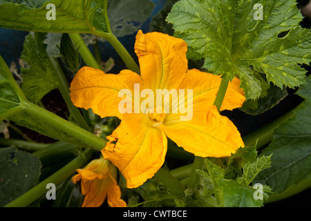 Zucchini-Pflanzen, gelbe Blüten, Hampshire, England. Stockfoto