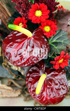 Roten Anthurien Pflanzen in voller Blüte. Stockfoto