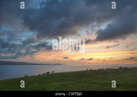 Schafe, die zu Fuß in der Nähe von einer Klippe bei Sonnenuntergang an Irlands Westküste Stockfoto