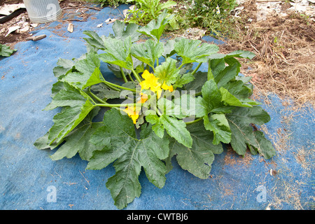 Zucchini-Pflanze mit gelben Blüten, Hampshire, England. Stockfoto