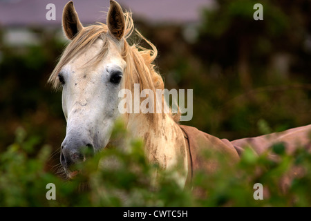 Ein Pony im New Forest, Hampshire, Großbritannien Stockfoto