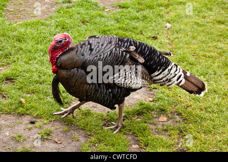 Eine Bronze inländischen Türkei bei Birdworld, Farnham, Surrey, England, Vereinigtes Königreich. Stockfoto