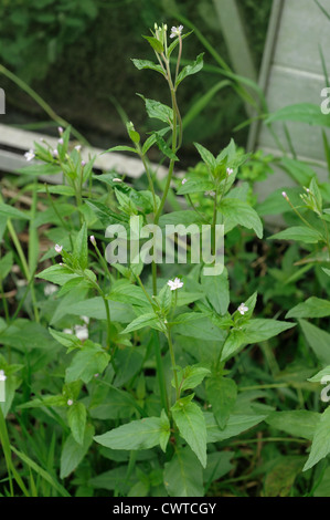 Breitblättrigen Weidenröschen (Epilobium Montanum) blühende Pflanze Stockfoto