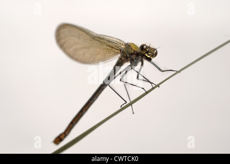 Schöne Prachtlibelle (Calopteryx Virgo) weibliche Libelle auf einem Blatt Stockfoto