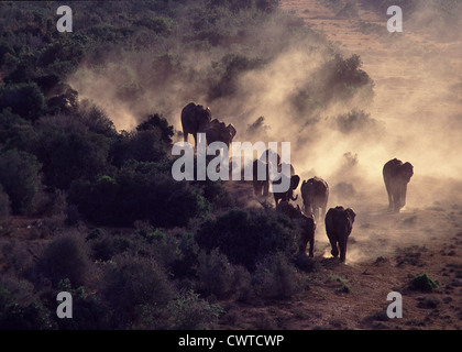 ELEFANTEN KOMMEN ZU WASSER AM ABEND AN EINEM HEIßEN TAG, PARK ADDO ELEPHANT SÜDAFRIKA Stockfoto