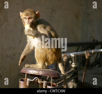 AFFE AUF DEM FAHRRAD, EINE BANANE ESSEN JAIPUR RAJASTHAN INDIEN Stockfoto