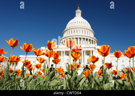 Frisch gepflanzt Frühlingsblumen auf dem Gelände des United States Capitol. Stockfoto