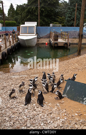 Pinguin Strand, Birdworld, Farnham, Surrey, England, Vereinigtes Königreich. Stockfoto